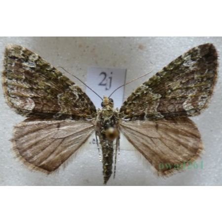 Chloroclysta siterata (Hufnagel, 1767) Paśnik zaroślak Czech2j